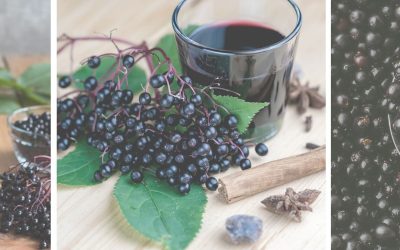 Eating Elderberry during Pregnancy